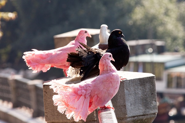 歐洲足壇的 歐洲足壇的